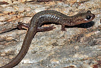 Jemez Mountains Salamander