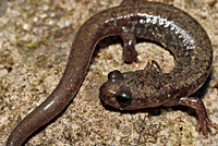 Salamander