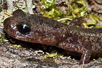 Jemez Mountains Salamander
