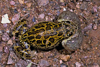 lowland burrowing treefrog