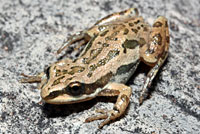 Boreal Chorus Frog