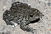 Hot Creek Toad