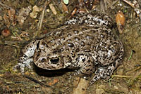 Hot Creek Toad