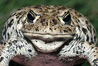 Hot Creek Toad