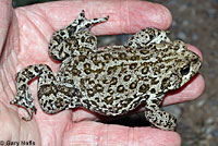Hot Creek Toad