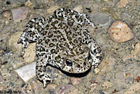 Hot Creek Toad