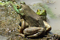 Frog