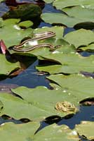 Chiriacahua Leopard Frog