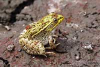 Chiriacahua Leopard Frog