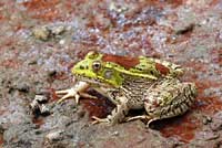 Chiriacahua Leopard Frog