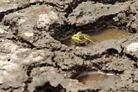 Chiriacahua Leopard Frog