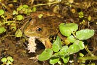 Chiriacahua Leopard Frog