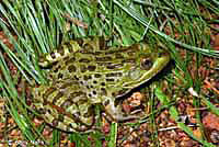 Chiricahua leopard frog