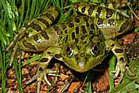 Chiricahua leopard frog