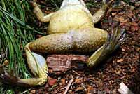 Chiriacahua Leopard Frog