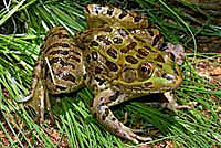 Chiricahua leopard frog