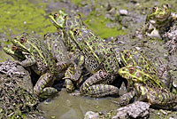 Chiriacahua Leopard Frog