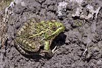 Chiriacahua Leopard Frog