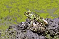 Chiriacahua Leopard Frog