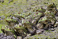 Chiriacahua Leopard Frog