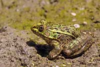 Chiriacahua Leopard Frog