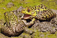 Chiriacahua Leopard Frog