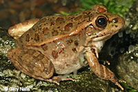 Relict Leopard Frog