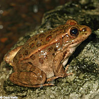Relict Leopard Frog