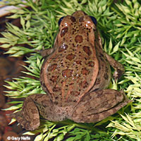 Relict Leopard Frog