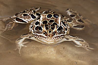 Northern Leopard Frog
