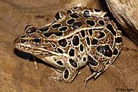 Northern Leopard Frog