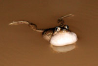 Chihuahuan Desert Spadefoot