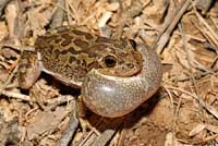 Lowland Burrowing Treefrog