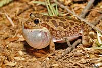 Lowland Burrowing Treefrog