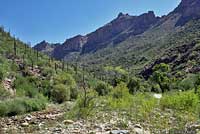 Chihuahuan Greater Earless Lizard habitat