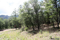 Gila Spotted Whiptail habitat