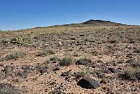 New Mexico Whiptail habitat