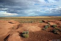 Plateau Striped Whiptail habitat