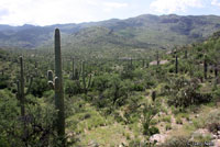 Sonoran Tiger Whiptail habitat