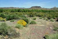 Western Side-blotched Lizard habitat