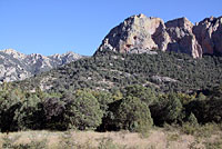 Striped Plateau Lizard habitat