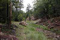 Striped Plateau Lizard habitat