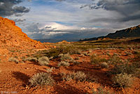 Tucson Banded Gecko habitat