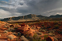 Tucson Banded Gecko habitat