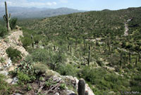 Chihuahuan Greater Earless Lizard habitat