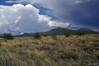 Sonoran Earless Lizard habitat