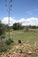 Chinuahuan Lesser Earless Lizard habitat