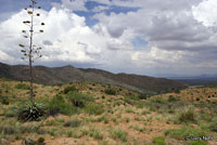 Chinuahuan Lesser Earless Lizard habitat