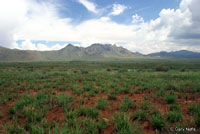 Chinuahuan Lesser Earless Lizard habitat