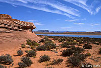 Plateau Side-blotched Lizard habitat